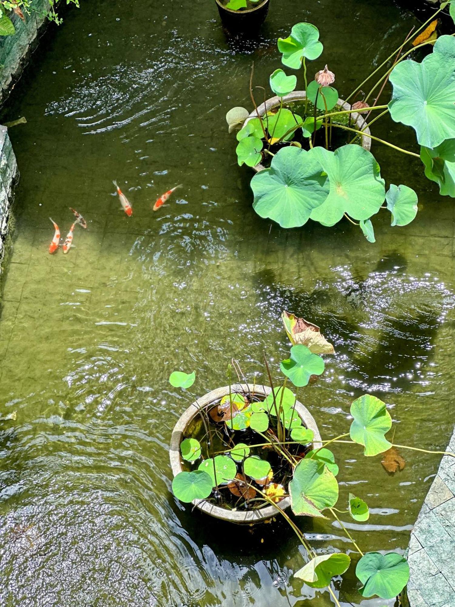 Sattva Yoga Retreat Villas 坎古 外观 照片